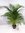 XXL Goldfruchtpalme -"Areca Palme" 180/200 cm / riesige Palme / Zimmerpalme, Zimmerpflanze