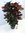 XXL Kroton"Petra" 120 cm - kräftig verzweigt - Codiaeum variegatum - Croton // außergewöhnliche Zimm