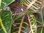 XXL Kroton"Petra" 120 cm - kräftig verzweigt - Codiaeum variegatum - Croton // außergewöhnliche Zimm