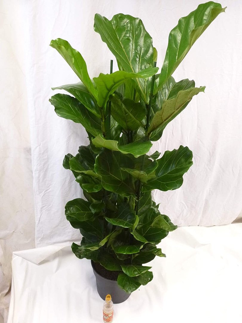 XXL Ficus lyrata 2er Tuff 160 cm - Geigenfeige // große Blätter / Topf 27 cm Ø / Zimmerpflanze
