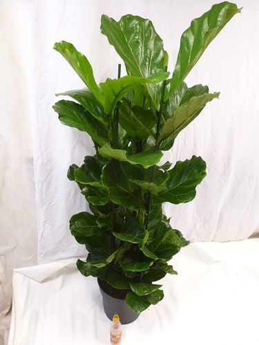 XL Ficus lyrata 2er Tuff 120 cm - Geigenfeige // große Blätter / Topf 24 cm Ø / Zimmerpflanze