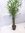 Bambusa ventricosa 150-170 cm - 3er Tuff - Zimmerbambus, Bambus, Zimmerpflanze
