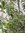 Olea europea Olivenbaum - BUSCH/STRAUCH 180/200 cm mit vielen, vielen Früchten