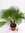 Trachycarpus fortunei 150 cm - Doppelstamm 30 cm - Topf 35 cm Ø Winterharte Palme - chinesische Hanf