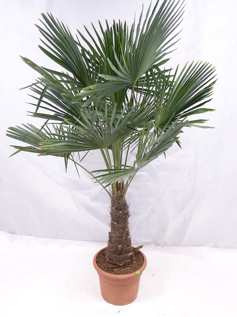 XXL Winterharte Palme XXL Stamm 40-50 cm - Trachycarpus fortunei "Chinesische Hanfpalme" 160-170 cm