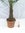XXL Winterharte Palme XXL Stamm 40-50 cm - Trachycarpus fortunei "Chinesische Hanfpalme" 160-170 cm