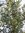 XXL Olivenbaum/Olea europea 200 cm Hochstamm mit breiter Krone
