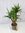 XL Yucca elephantipes verzweigt 110 cm - dicker Stamm - // Zimmerpflanze - Indoor & Outdoor