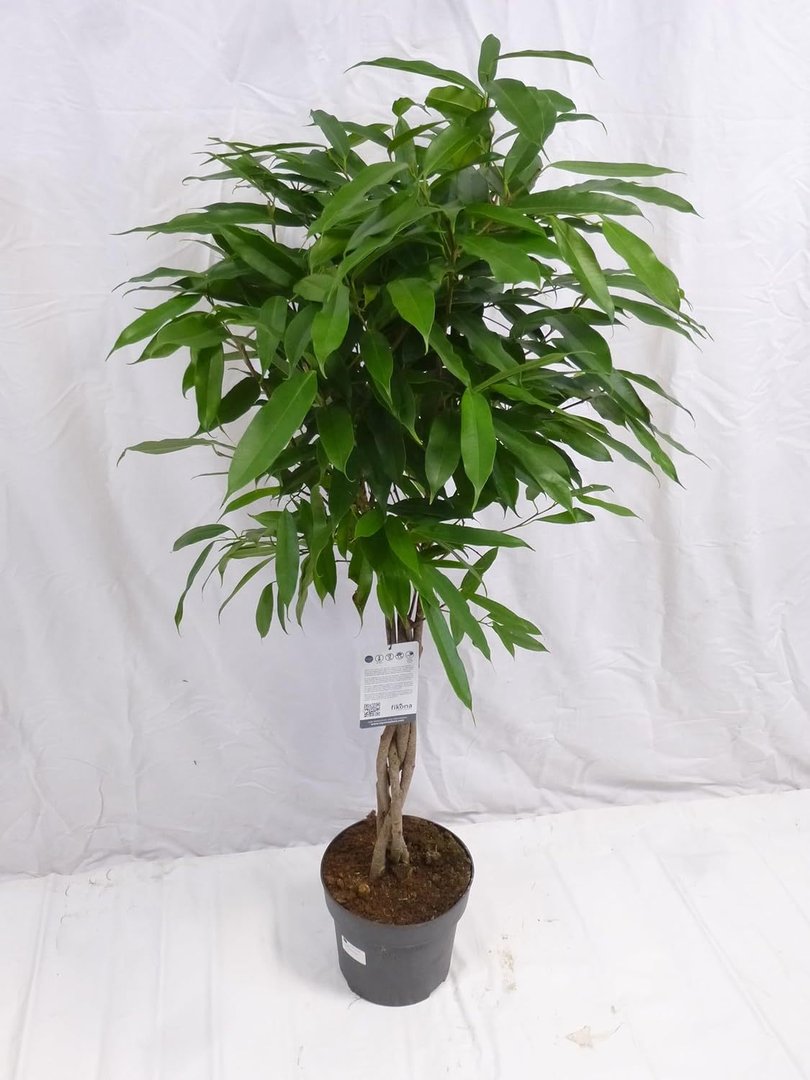 XL Ficus bin."Amstel King" 140 cm/Hochstamm geflochten/Zimmerpflanze