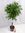 XL Ficus bin."Amstel King" 140 cm/Hochstamm geflochten/Zimmerpflanze
