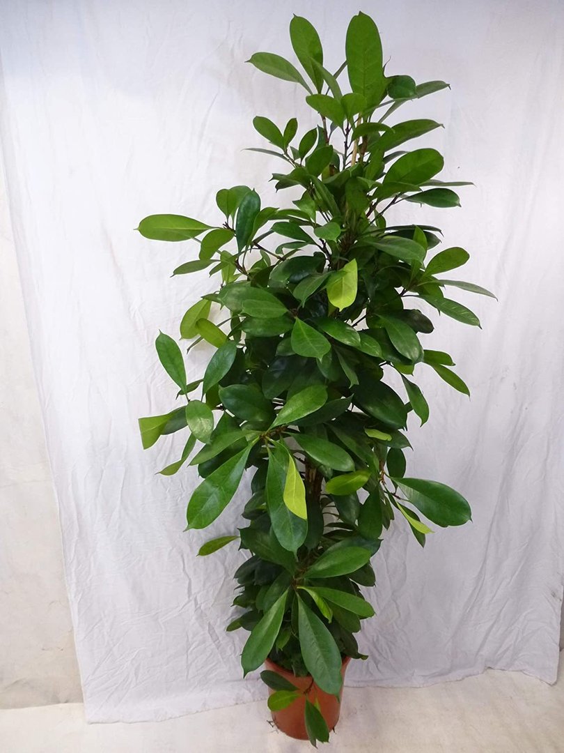 Ficus cyathistipula 150 cm - / Zimmerpflanze ähnlich F. benjamini