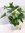 Philodendron bipinnatifidum 110 cm - Baumfreund/Zimmerpflanze