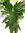 Philodendron bipinnatifidum 110 cm - Baumfreund/Zimmerpflanze