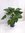 XXL Alocasia cucullata- Elefantenohrpflanze - 120 cm - 3er Tuff/Zimmerpflanze mit großen Blättern