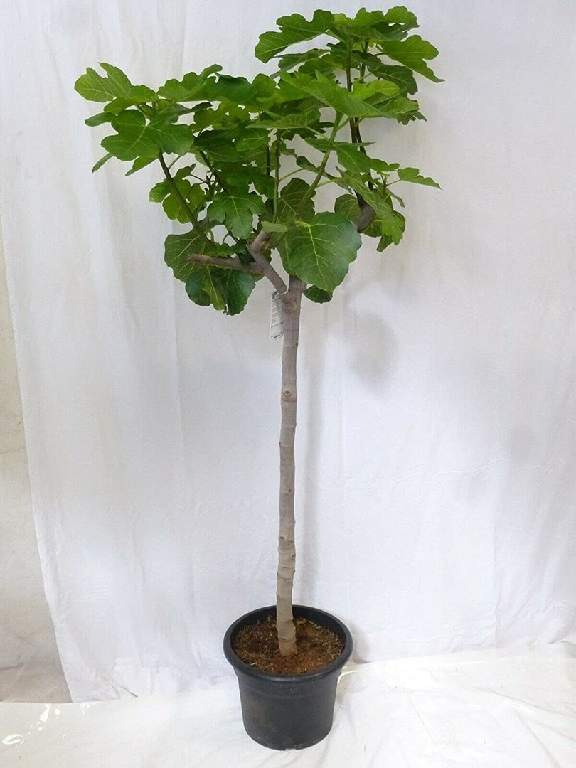 Ficus carica 180+ cm - Echter Feigenbaum- dicker Stamm (12-15 Umfang!) / Pot 34 cm Ø