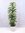 Schefflera arboricola "Gold Capella" 110 cm - Strahlenaralie - 3er Tuff / Zimmerpflanze