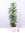 Schefflera arboricola "Gold Capella" 110 cm - Strahlenaralie - 3er Tuff / Zimmerpflanze