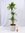 Dracaena lemon lime 140/150cm - Drachenbaum - 3er Tuff - 27 cm Ø Topf/pflegeleichte Zimmerpflanze