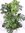 Monstera pertusum - Fensterblatt - 120/140 cm/Lieferung inkl. Rankhilfe // Zimmerpflanze mit großen