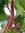 XL Philodendron squamiferum 100 cm - Baumfreund mit roten, haarigen Stielen und großen Blättern - Zi