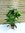 XL Philodendron squamiferum 100 cm - Baumfreund mit roten, haarigen Stielen und großen Blättern - Zi