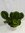 XXL Calathea medallion 70/80 cm - Topf 21 cm Ø - Korbmarante - außergewöhnliche Zimmerpflanze