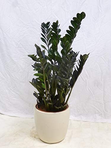 Zamioculcas zamiifolia Zamia Farn" 110 cm - Pot 21 cm Ø - Glücksfeder - Zimmerpflanze