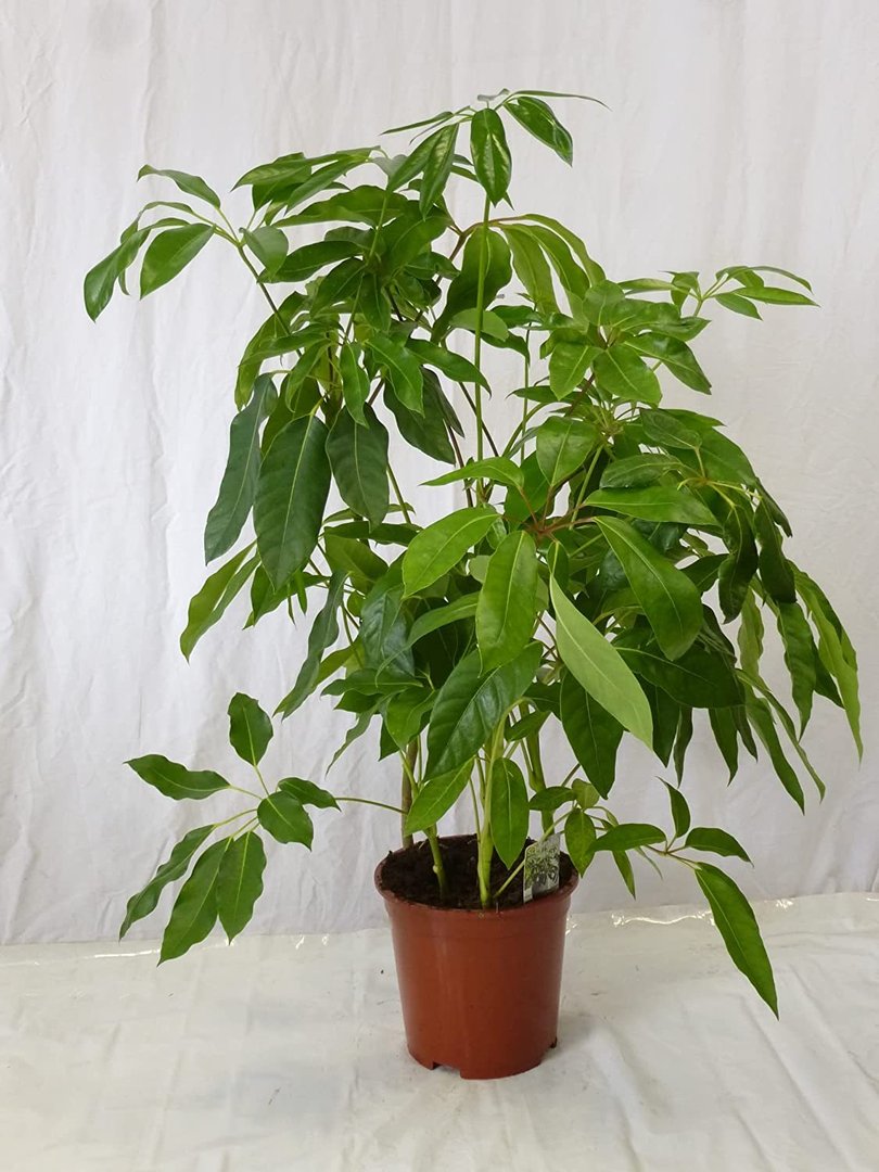 Schefflera actinophylla"Amate" 120/130 cm -3er Tuff - Strahlenaralie/Zimmerpflanze