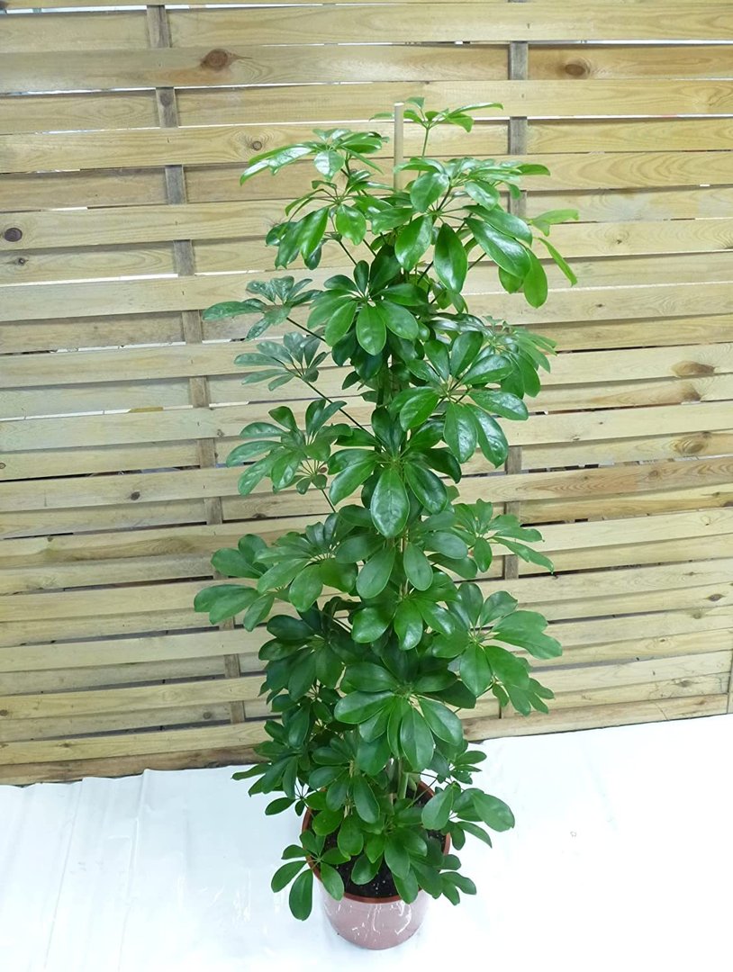 XL Schefflera arboricola"compacta" 150 cm - 3er Tuff - Strahlenaralie/Zimmerpflanze