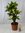 Kroton ´Mrs ICETON` 100 cm kräftig verzweigt - Codiaeum - Croton // außergewöhnliche Zimmerpflanze m