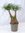 Nolina beaucarnea"Elefantenfuß" verzweigt 80/90 cm - Zimmerpflanze mit extra dicken Stämmen
