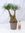 Nolina beaucarnea"Elefantenfuß" verzweigt 80/90 cm - Zimmerpflanze mit extra dicken Stämmen
