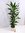 XXL Dracaena fra. Burundii 150 cm - Drachenbaum - Multistamm - Topf 21 cm Ø // Zimmerpflanze