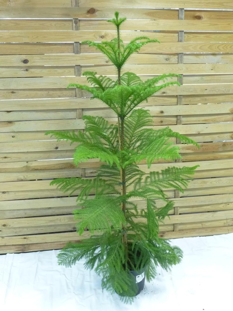 XL Araucaria heterophylla 150 cm - Norfolktanne - Zimmertanne // Zimmerpflanze