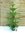 XL Araucaria heterophylla 150 cm - Norfolktanne - Zimmertanne // Zimmerpflanze