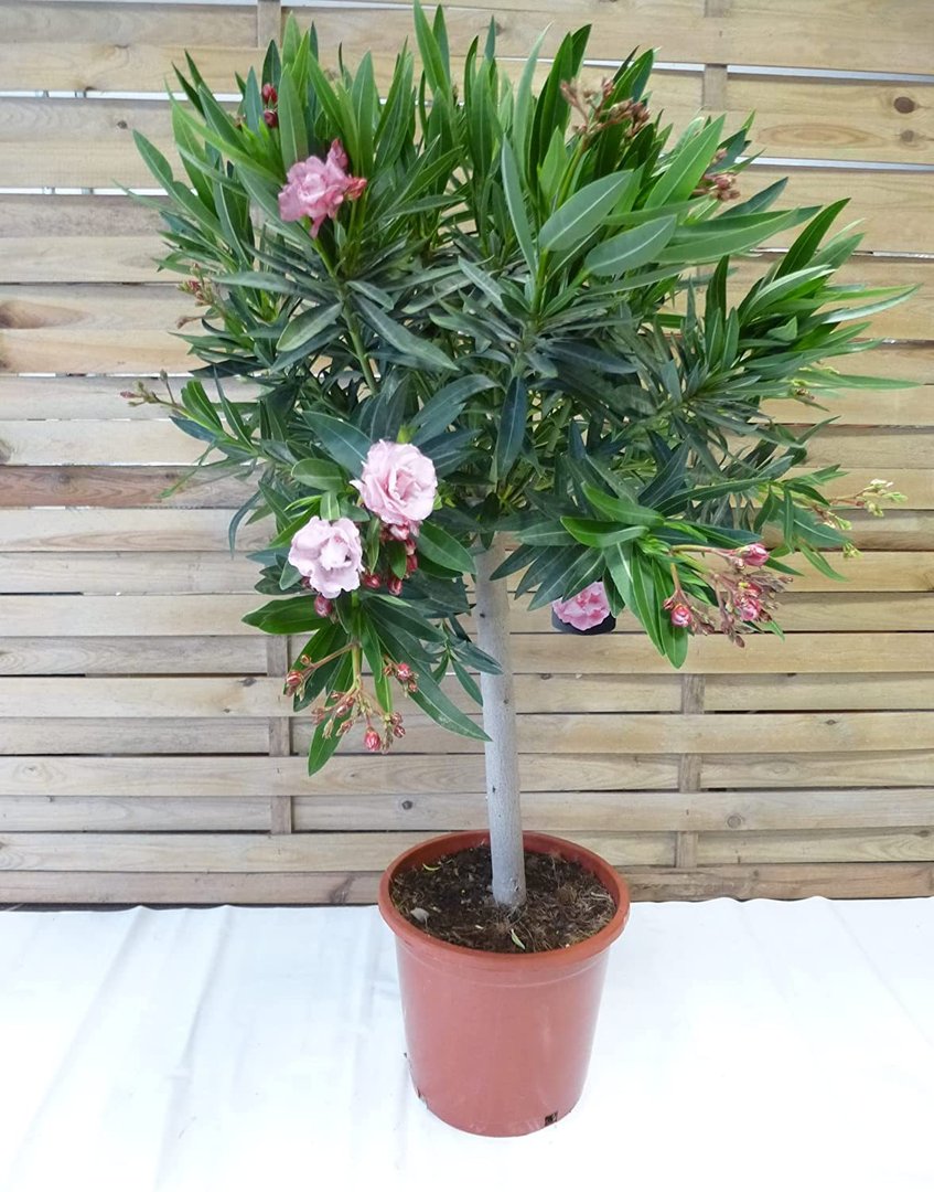 XXL Oleander 120 cm -Hochstamm -ROSA - Nerium oleander - mediterrane Pflanze