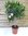 XXL Oleander 120 cm -Hochstamm -ROSA - Nerium oleander - mediterrane Pflanze