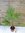 Washingtonia robusta 150 cm - Petticoat Palme