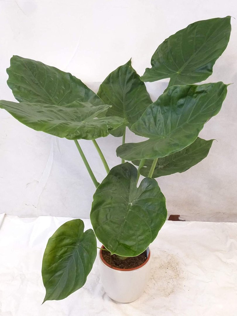 Alocasia wentii - Elefantenohrpflanze - 80 cm / Zimmerpflanze mit riesigen Blättern