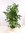 XL Caryota mitis - Fischschwanzpalme 150 cm/Zimmerpflanze - Palme