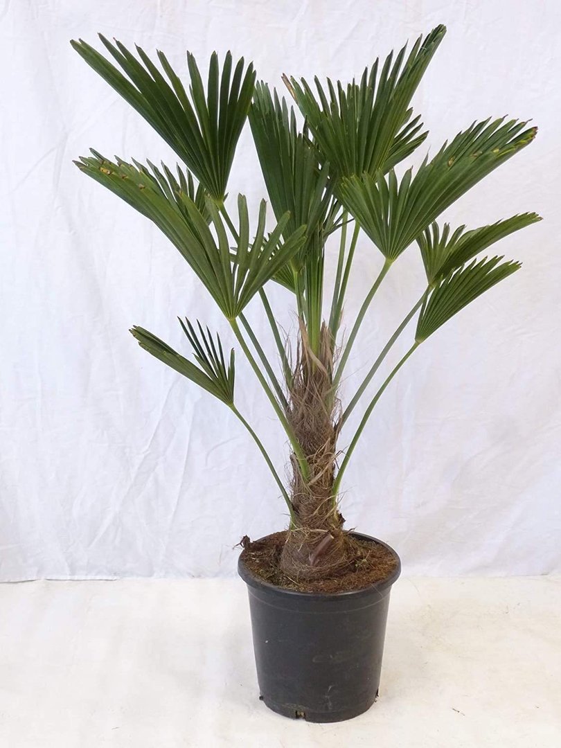 trachycarpus wagnerianus - 120 cm - stamm 30-40 cm - großer 34 cm Ø topf  -winterharte palme -19°c