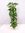 XXL Epipremnum pinnatum - Efeutute 160 cm - Topf 27 Ø - Kletterpflanze // Zimmerpflanze