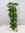 XXL Epipremnum pinnatum - Efeutute 160 cm - Topf 27 Ø - Kletterpflanze // Zimmerpflanze