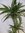 XL Dracaena Janet Craig - 3er Tuff 150 cm - Drachenbaum/Zimmerpflanze
