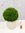 Buchsbaum Buxus sempervierens Formschnitt"Kugel" Duchmesser 50 cm - Höhe 65 cm