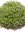 Buchsbaum Buxus sempervierens Formschnitt"Kugel" Duchmesser 50 cm - Höhe 65 cm