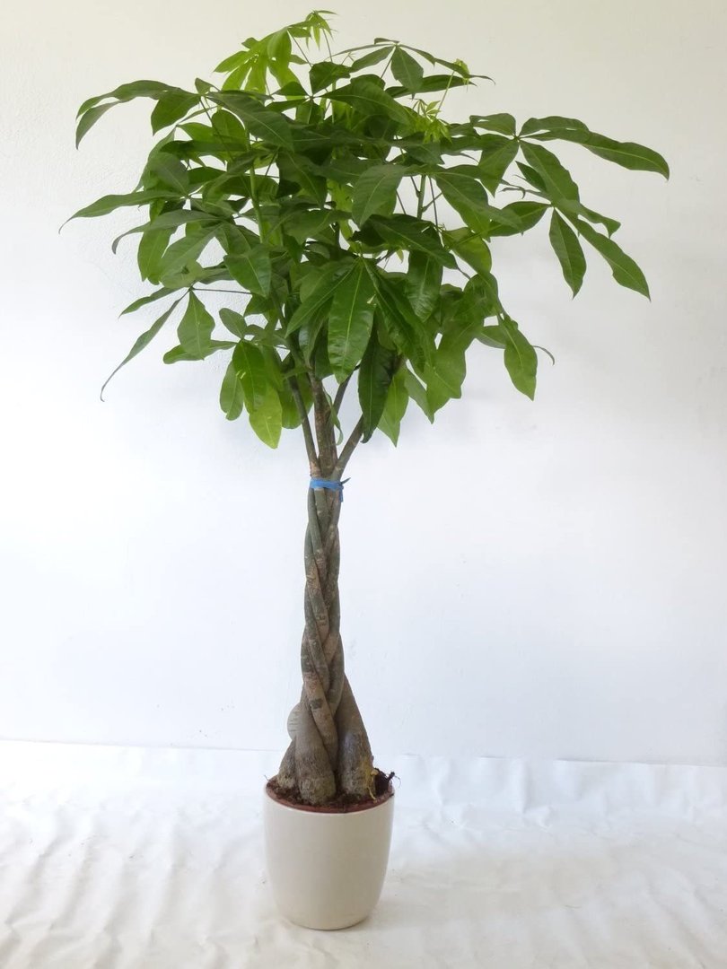 XXL Pachira aquatica 180 cm - Glückskastanie/Zimmerpflanze