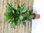 Caryota mitis 120 cm - Fischschwanzpalme - // Zimmerpflanze Zimmerpalme /