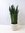 Sansevieria zeylanica 80 cm - Pot 23 cm Ø - Bogenhanf - Schwiegermutterzunge/Zimmerpflanze