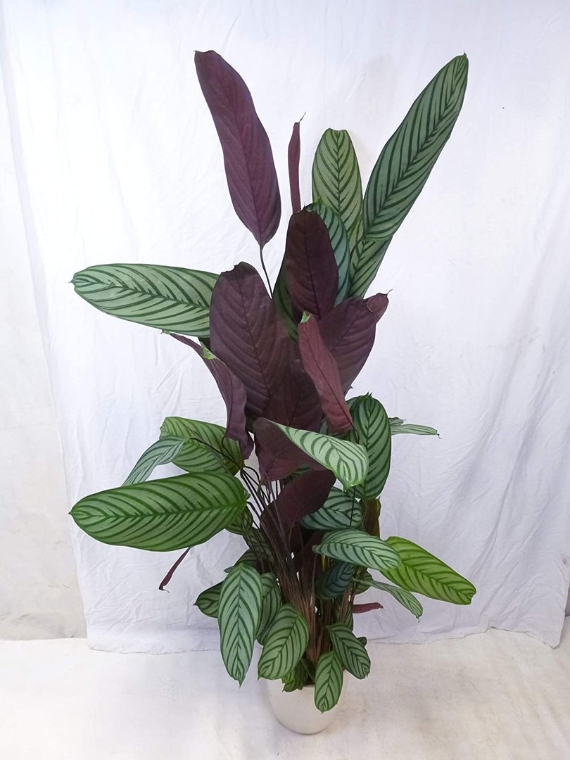 Ctenanthe oppenheimiana 140(!) cm - außergewöhnliche Zimmerpflanze // ähnl. Calathea